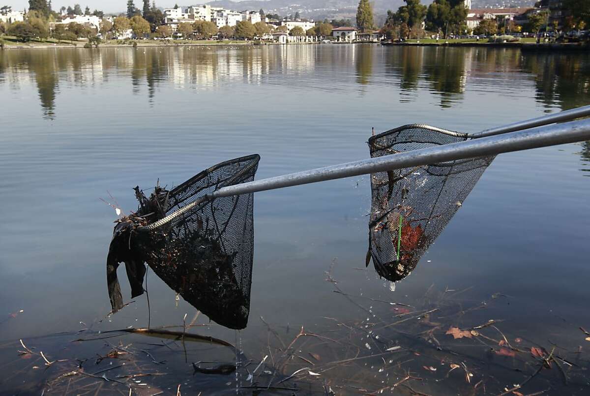 Volunteers join the Saturday Clean Lake Program collecting debris from Lake Merritt on Saturday Oct. 26, 2013, in Oakland, Calif. A river otter was spotted in Oakland's Lake Merritt earlier this month, a clear sign that the lake is getting healthier and more attractive to humans and wildlife alike.