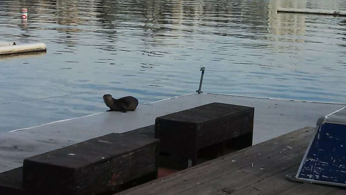 The first river otter spotted in Lake Merritt in decades climbs a dock on October 6, 2013. The otter hasn't been seen since then, but experts say its presence is a sign that the health of Lake Merritt is improving.