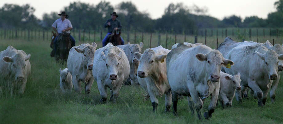 Oil Boom Helping Keep Ranches From Going Bust San Antonio ExpressNews