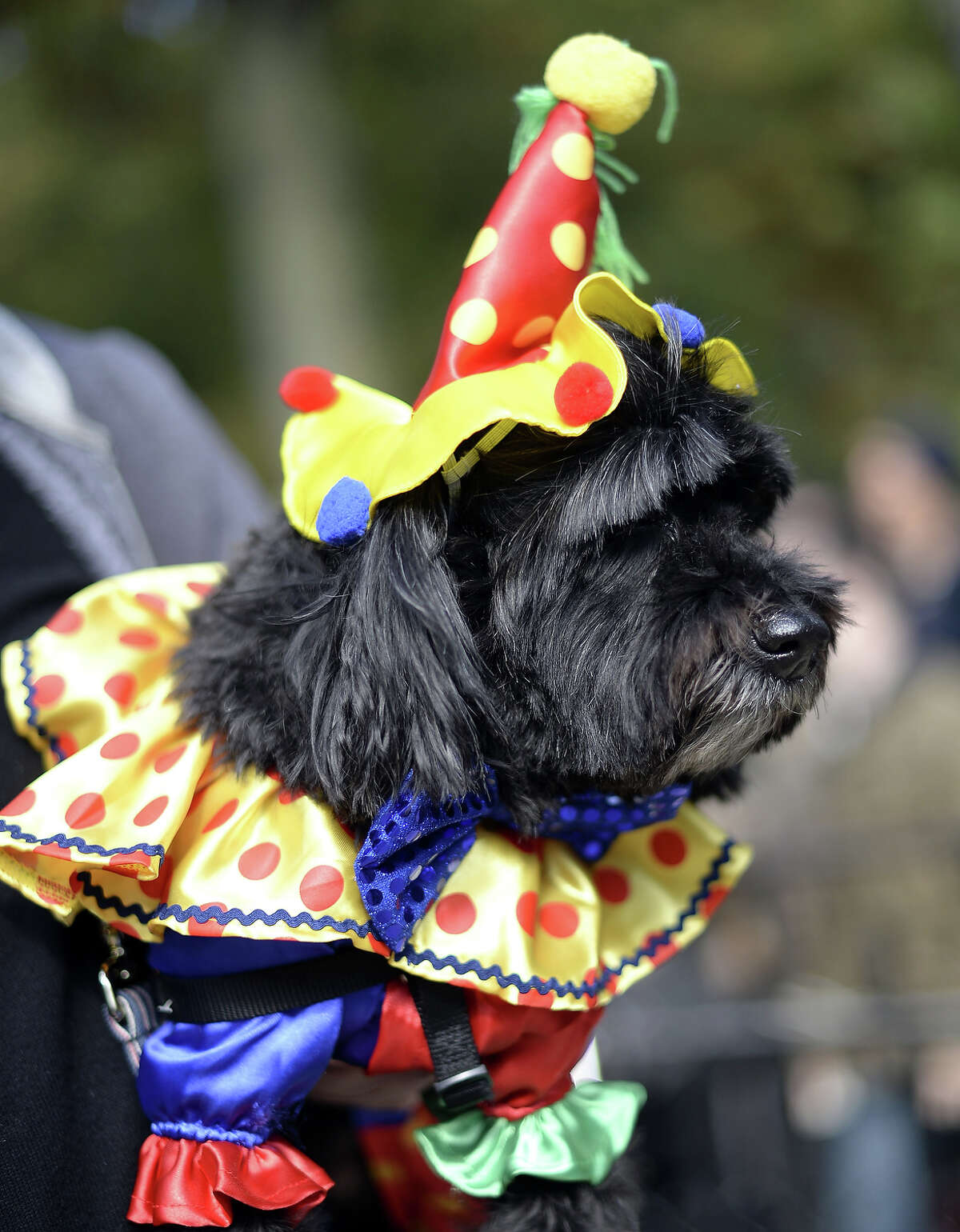 America's biggest halloween dog parade