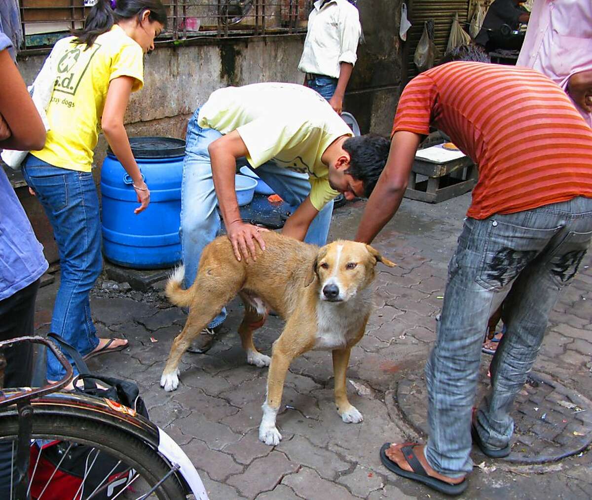 Volunteer inspired by Mumbai efforts for stray dogs