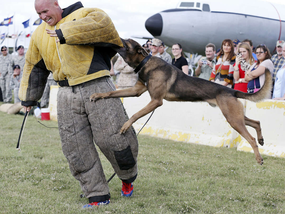 U.S. Navy Petty Officer 1st Class Justin Treml, a trainer with the 341st Defense Department Military Working Dog Center at Joint Base San Antonio- Lackland, and Scott participate in a demonstra- tion at the monument dedication ceremony.