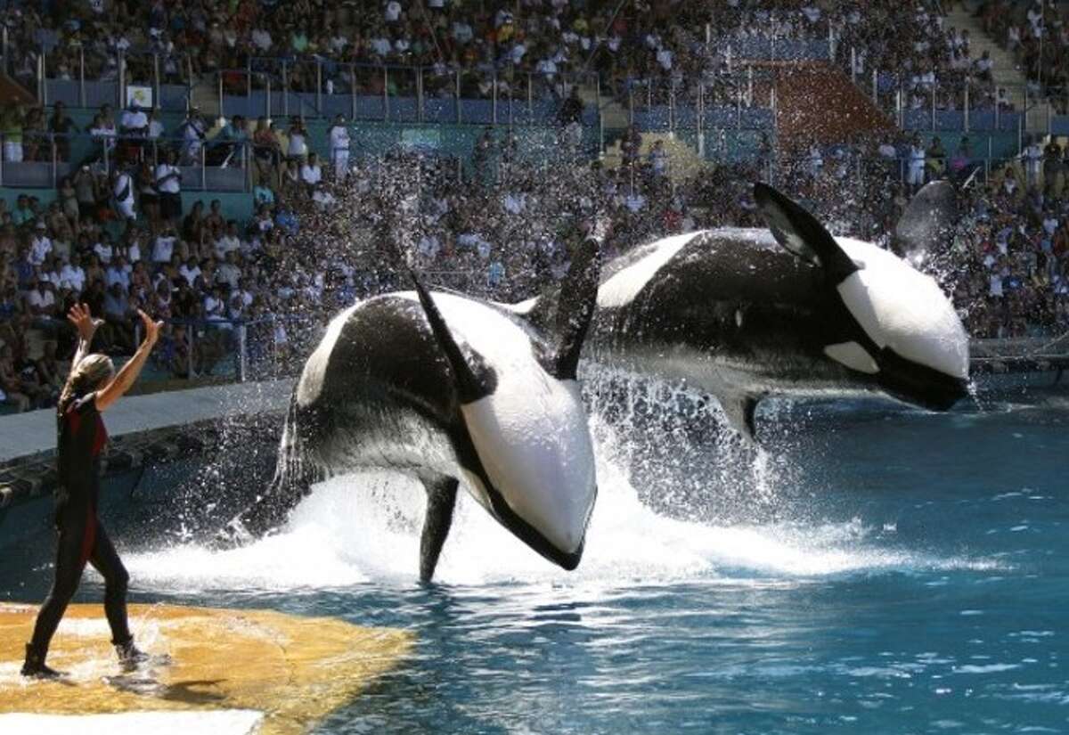 'Blackfish' (2013)Director: Gabriela CowperthwaiteEarnings: $2.2 millionConsider your childhood memories of SeaWorld ruined. This documentary undercovers what happens to whales in captivity and specifically focuses on Tilikum, an orca who was involved in the death of three people.