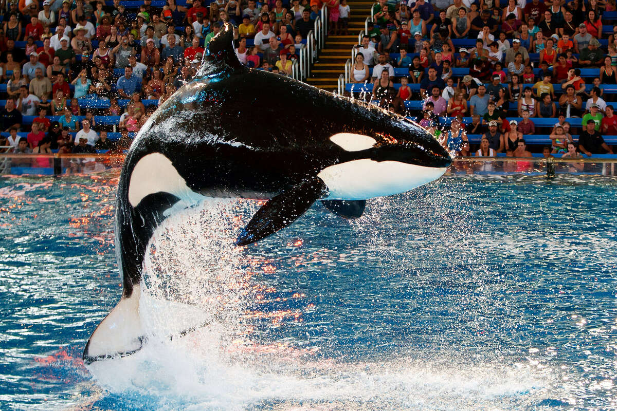 A killer whale leaps during the “One Ocean” show at SeaWorld San Antonio. Whales' captivity isn't entirely a negative thing.