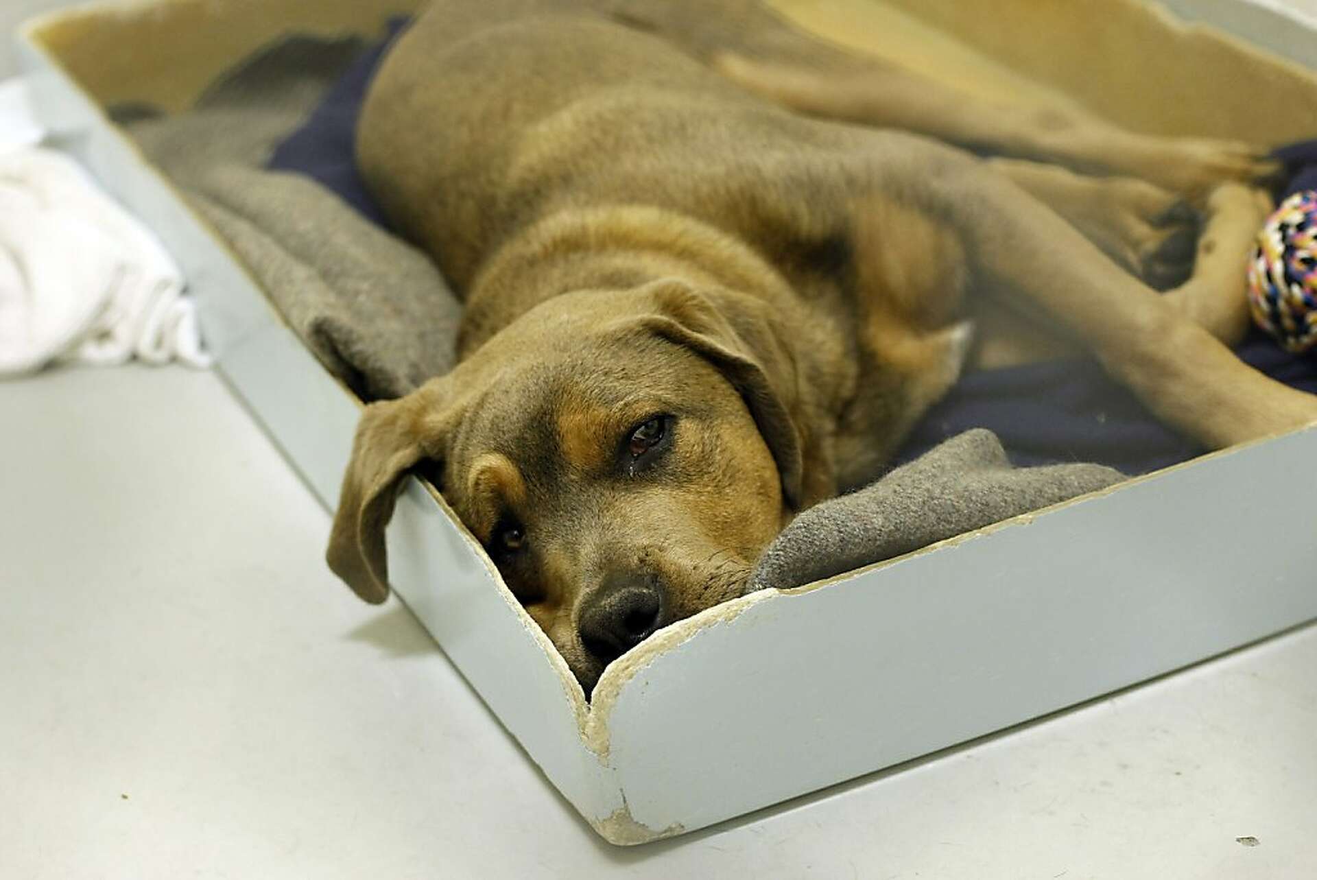 Should animal abusers be registered?