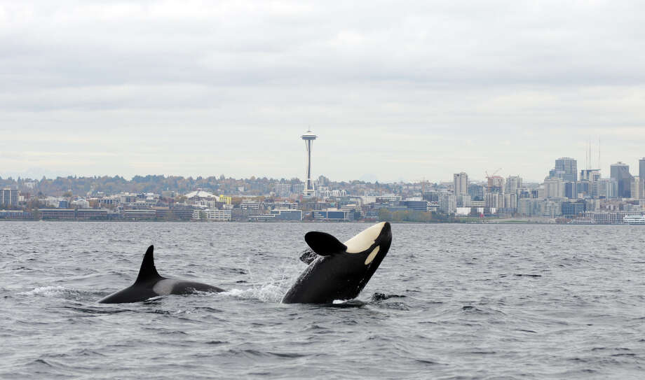 Photos Orcas off Seattle