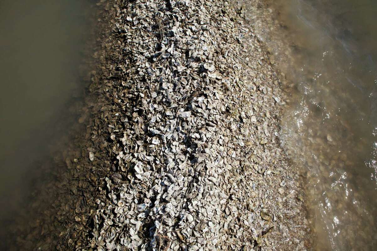 Over time, the reef disappeared. For one thing, oyster shells like these at the Intercoastal Waterway near Matagorda, were used to build roads for years.