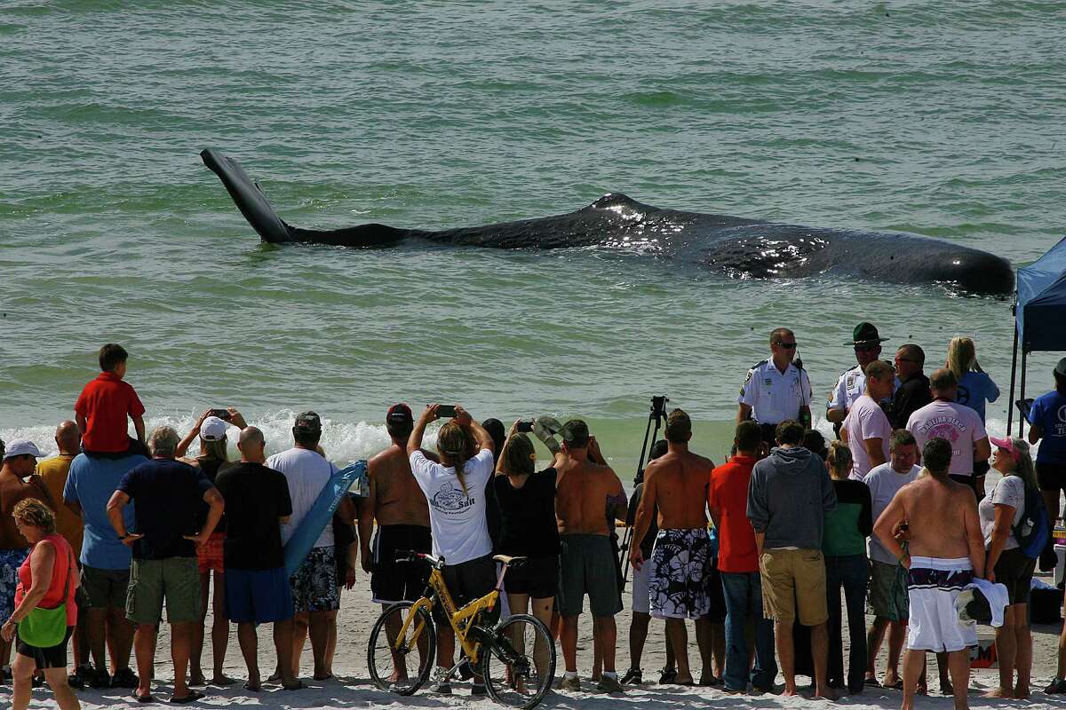 A crowd gathers to look at a sperm whale that beached itself off of Madiera Beach, Fla., Thursday, Oct. 31,2013. Wildlife officials say they plan to euthanize the beached whale. (AP Photo/The Tampa Bay Times, Scott Keeler)