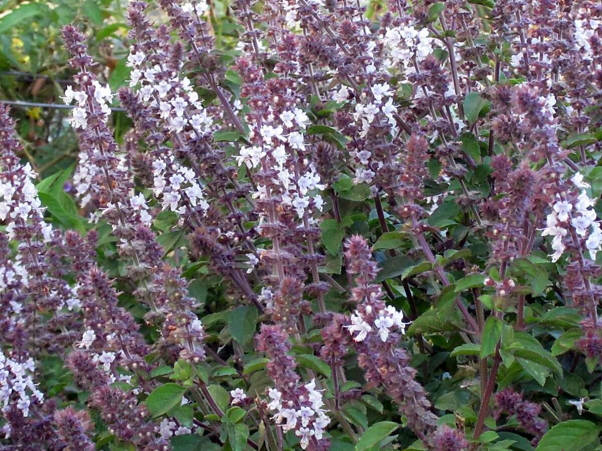 Some gardeners consign African blue basil to their ornamental garden, or grow it only to attract beneficial insects, but it is edible and makes delicious pesto.