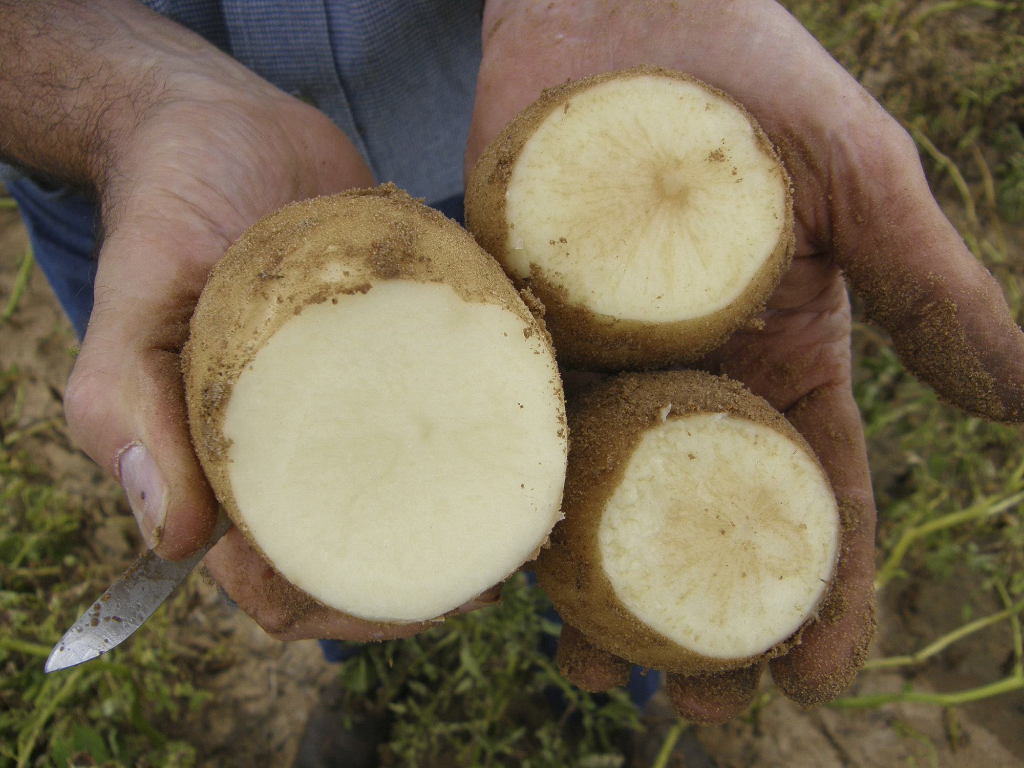 Winning control of potato disease