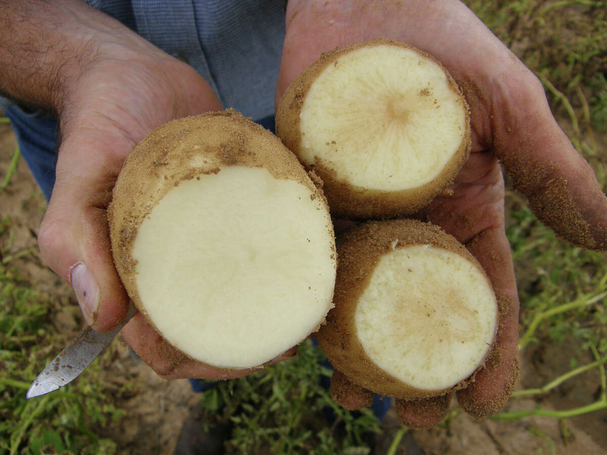 A healthy potato, left, is compared to two affected by Zebra Chip. The disease was first discovered in the United States in Texas in 2000. By 2007, Zebra Chip threatened the survival of the Texas potato industry and has become a concern for potato growers nationally and internationally. Plant scientists are presenting prevention programs in San Antonio this week.