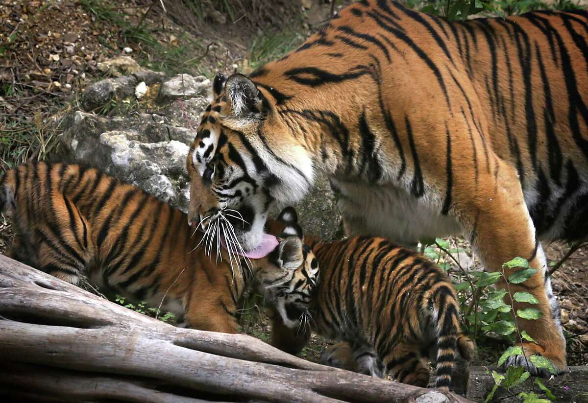 Kemala, the Sumatran tiger that gave birth to two cubs on Aug. 3, cares for them as they occupy their new home at the San Antonio Zoo. Tuesday, Nov. 5, 2013