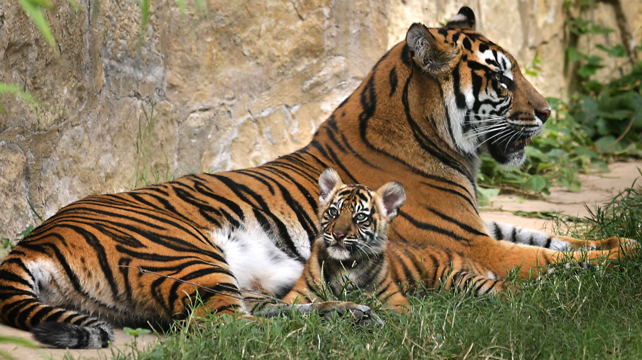 Tiger cubs on display at SA Zoo