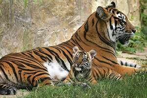Tiger cubs on display at SA Zoo