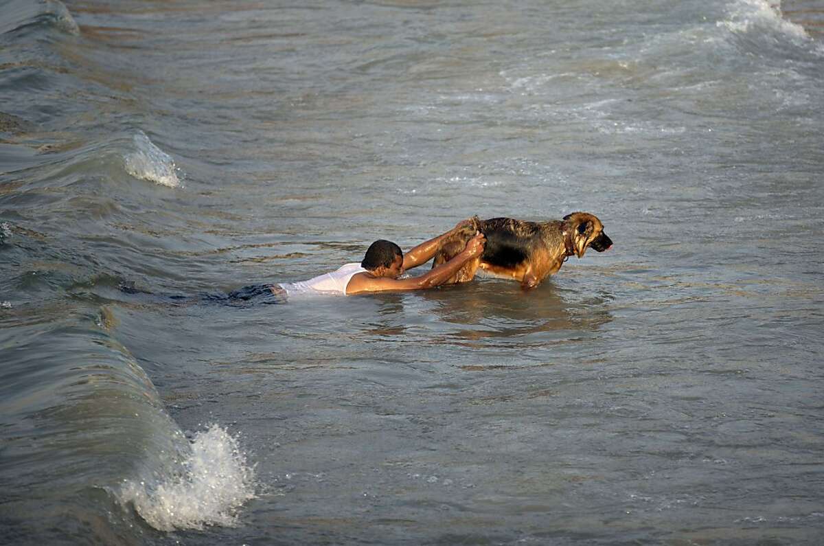 Собака легко перетаскивает утопающего в воде. Собаки спасают утопающих. Собака спасает человека из воды.