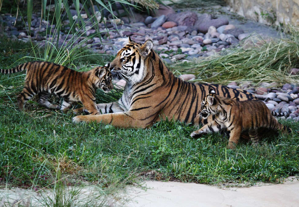 Tiger cubs at the San Antonio Zoo