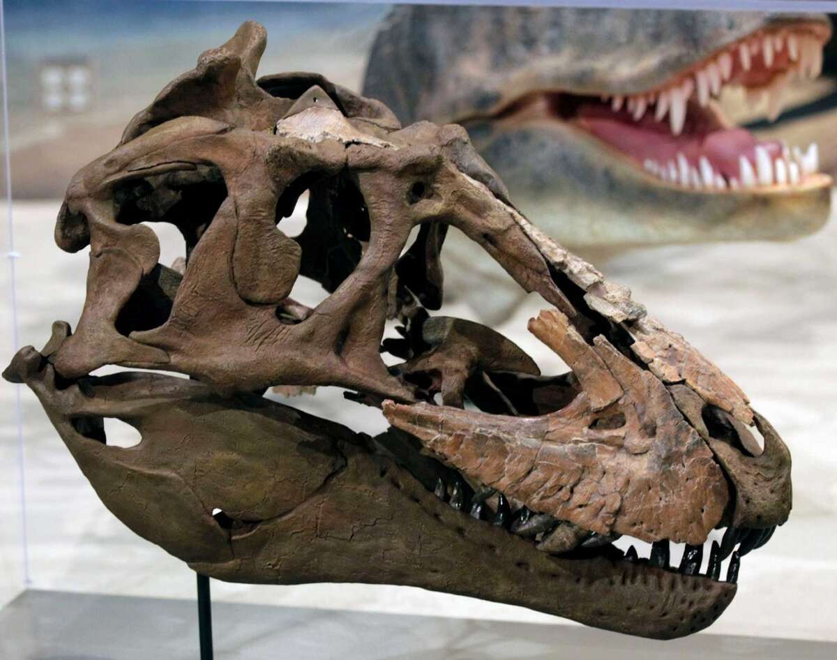 new t rex discovered