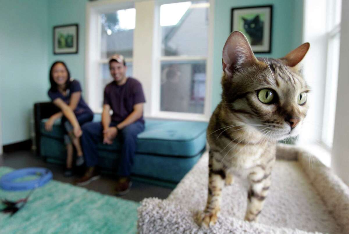 Nhi Hoang, left, and Emilio Carmona, right, watch a Bengal cat named Valentino at Save-a-Cat Rescue, 2121 W. Alabama, as they look for a cat to adopt Saturday, Oct. 26, 2013, in Houston. Save-a-Cat Rescue and neighboring K-9 Angels Rescue, 2125 W. Alabama, have agreed to cooperate in their efforts to get animals adopted. ( Melissa Phillip / Houston Chronicle )