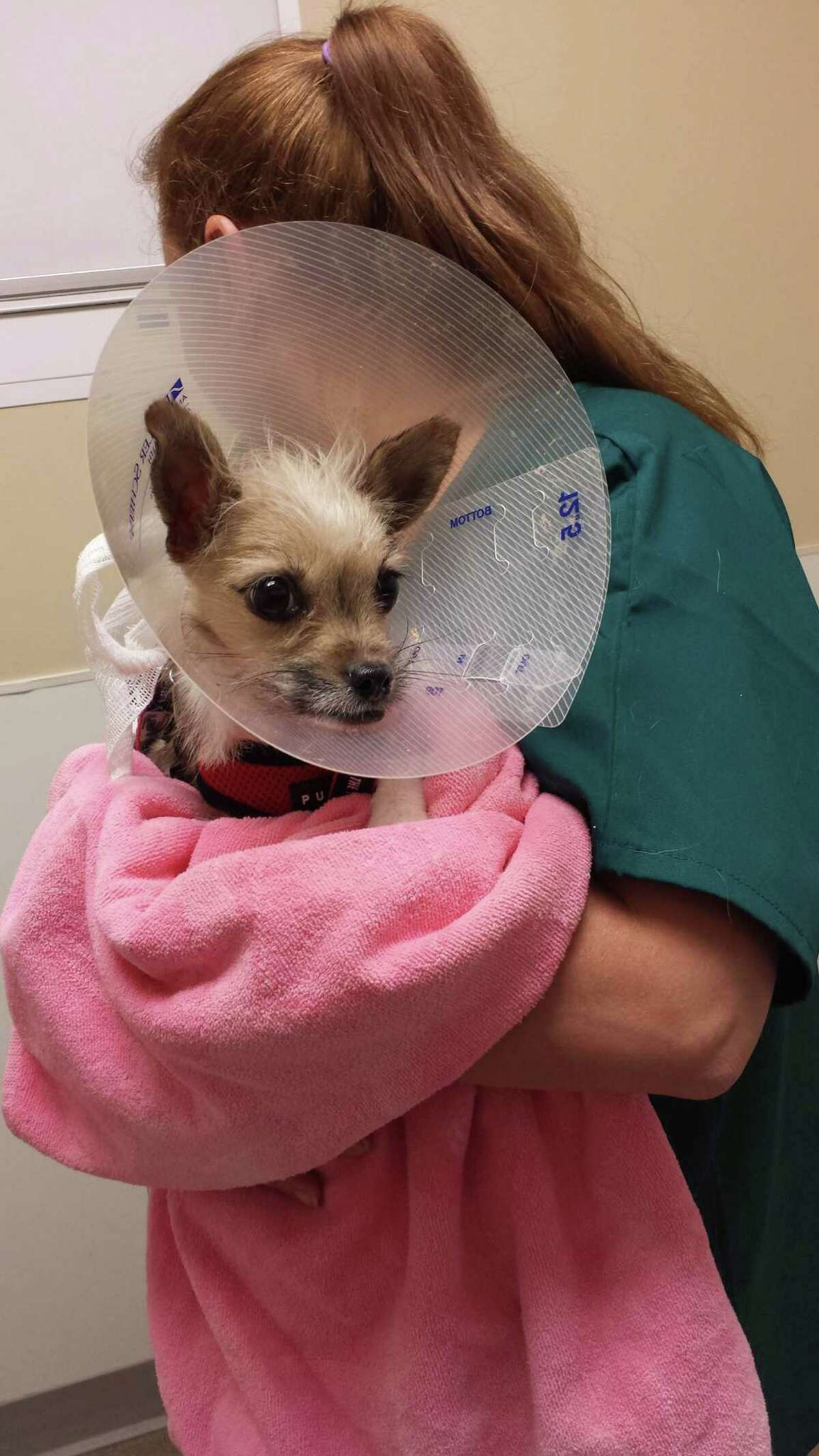 Under-treated dog prompts policy change Under-treated dog prompts policy change