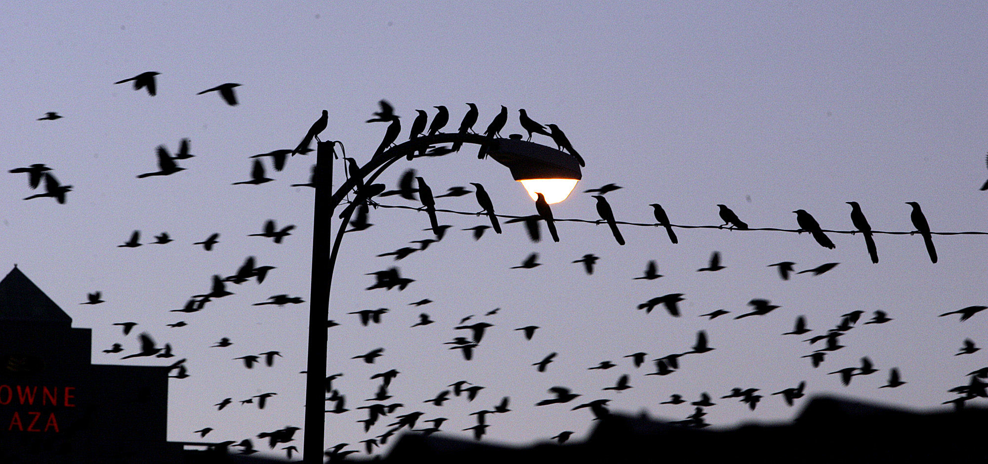 Be prepared, grackle season has arrived