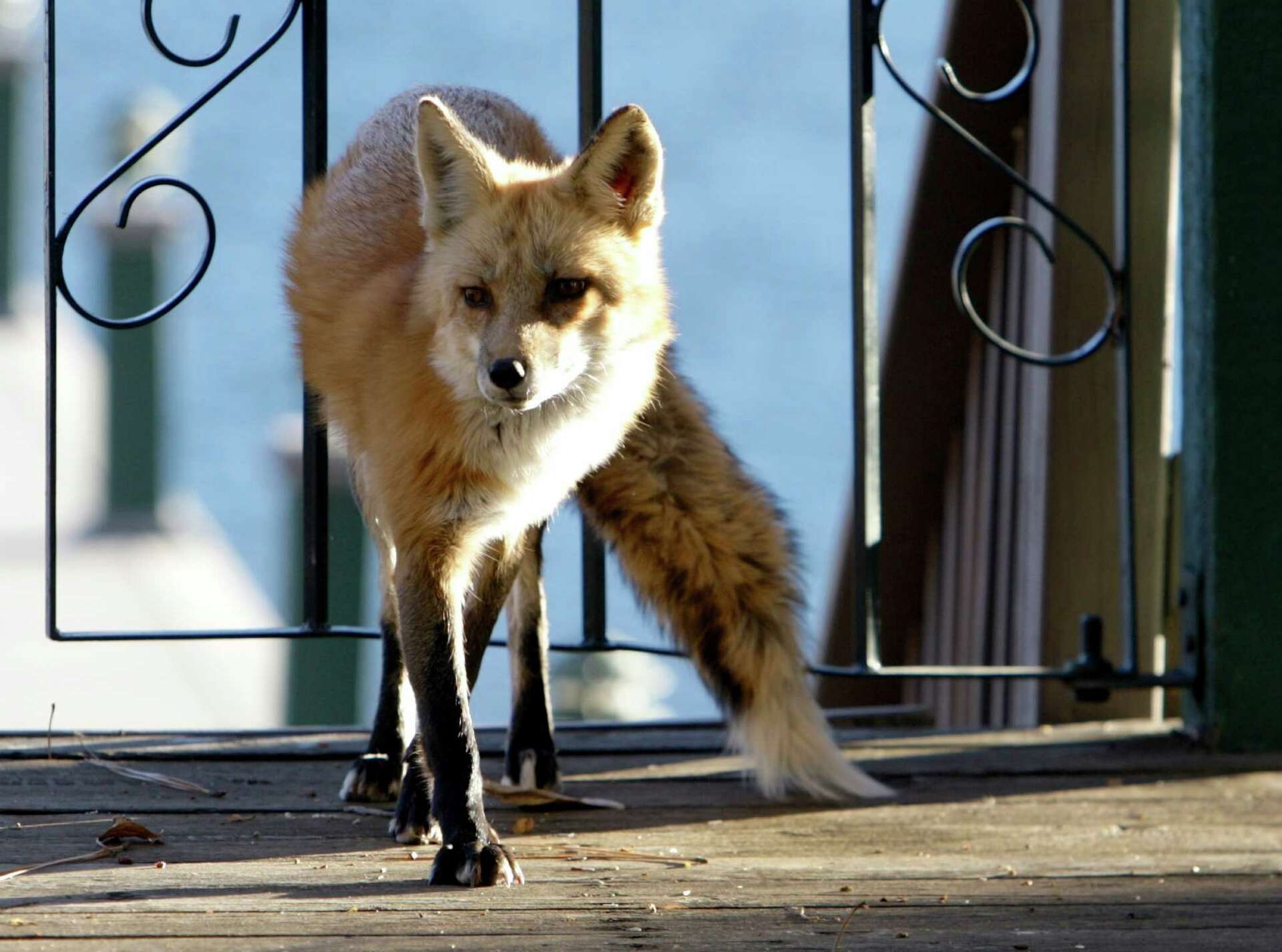 World news photos: Cat survives arrow; CGI girl combats child porn