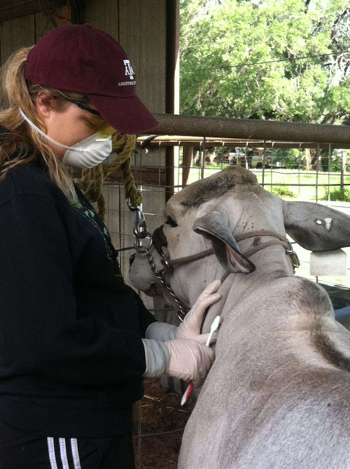 ABOVE RIGHT: Kylie Patterson carefully takes samples from the hide of a bovine earlier this year for her award-winning research project. ABOVE LEFT: Kylie Patterson's Brahman reaches up to her for a little love as she pours out feed. Patterson has won numerous state and national awards for her agriculture and science projects.