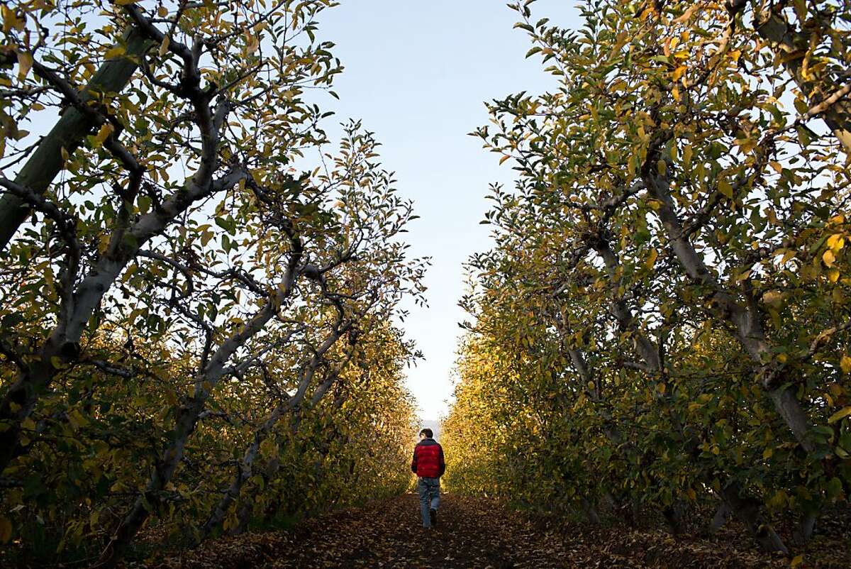 Tom Broz, owner, in an apple orchard at Live Earth Farms in Watsonville, Calif., Saturday October 9, 2013.