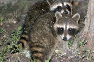 The Country Scientist: The raccoon invasion