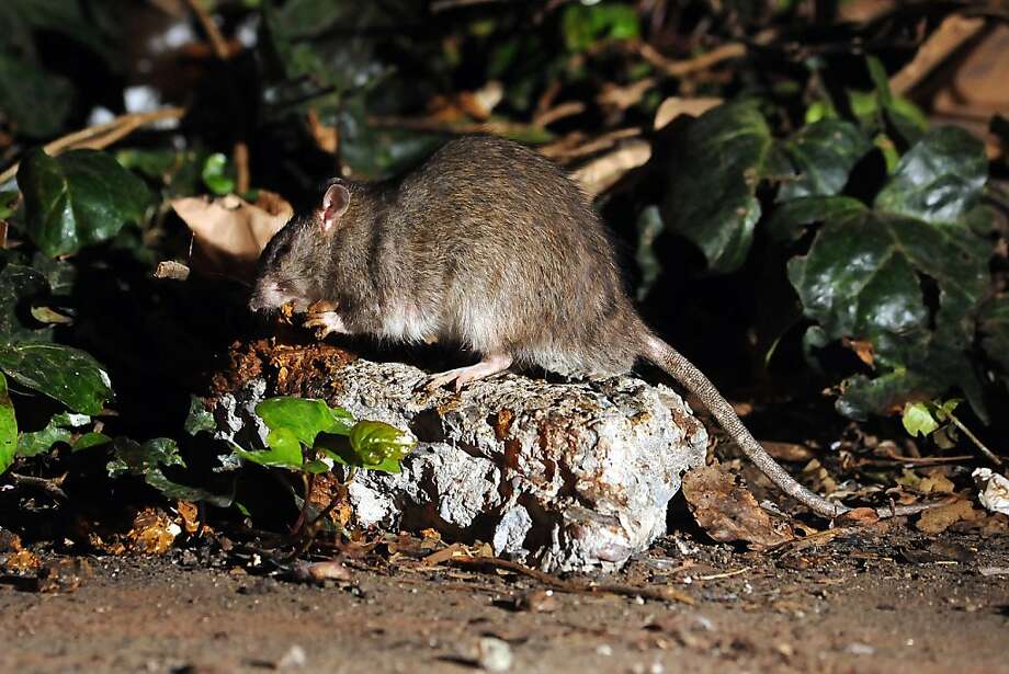 Rats Scatter From Central Subway Construction - Sfgate