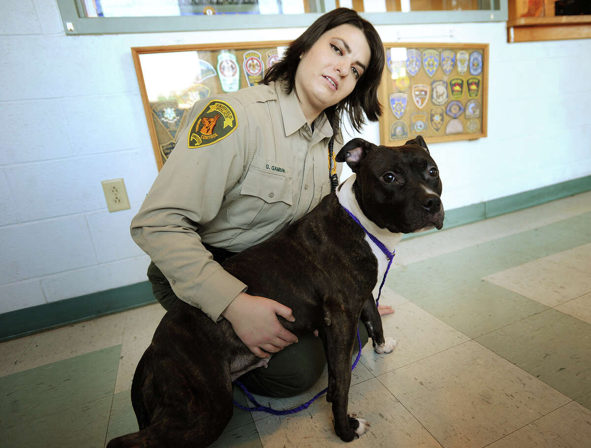 Assistant Animal Control Officer Gina Gambino with "Layla", one of the many pitbulls up for adoption at the Fairfield Police-Animal Control facility in Fairfield, Conn. on Wednesday, November 13, 2013.