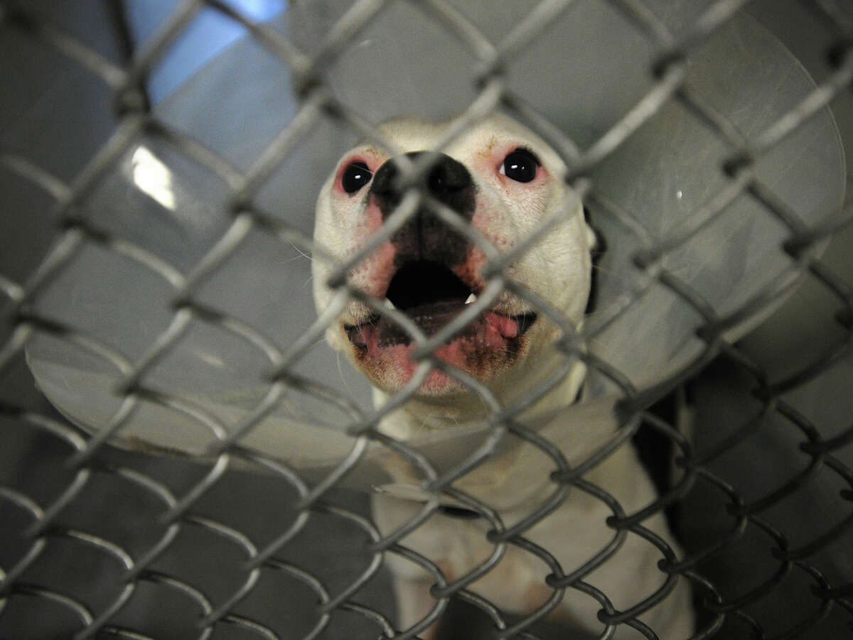 Pit bulls dominate shelters