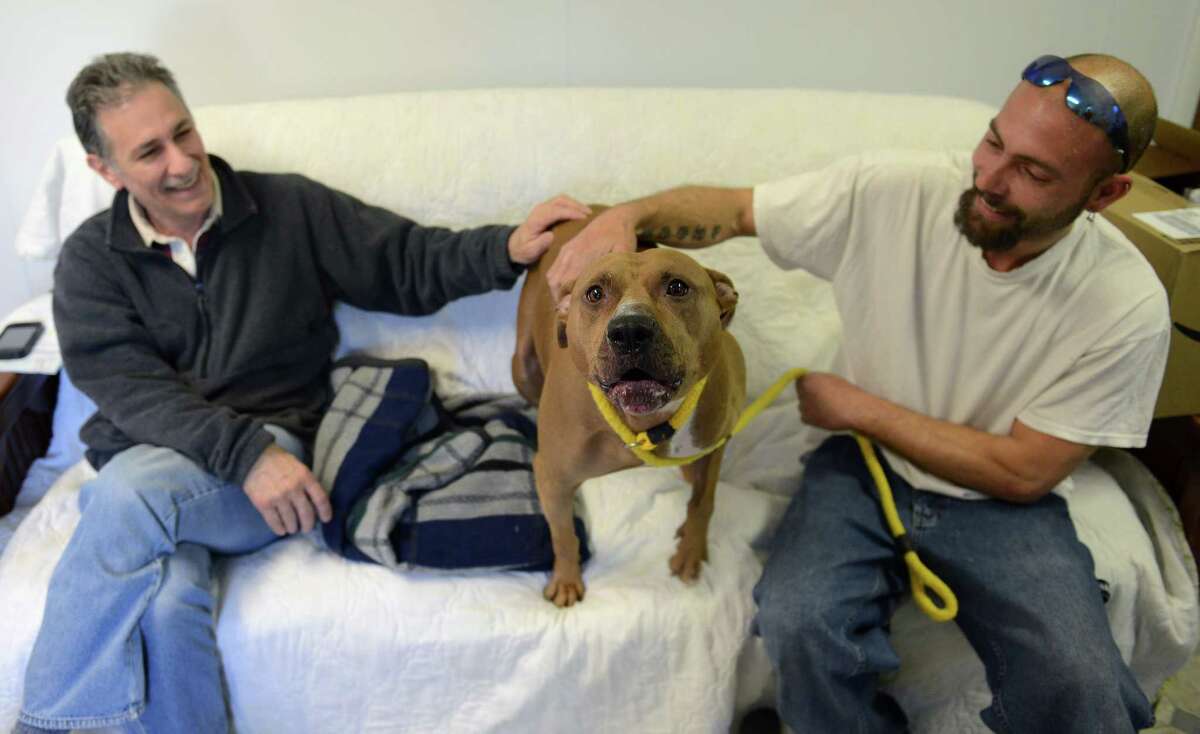 Pit bulls dominate shelters