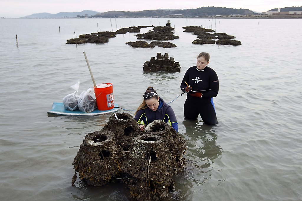 2 million oysters in bay begin restoration effort