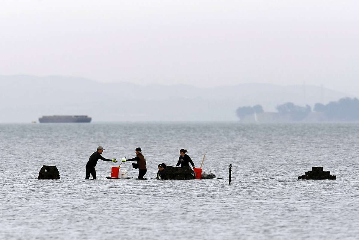 2 million oysters in bay begin restoration effort