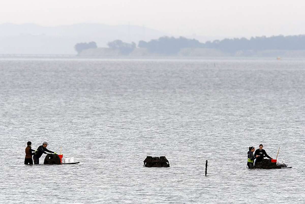 2 million oysters in bay begin restoration effort