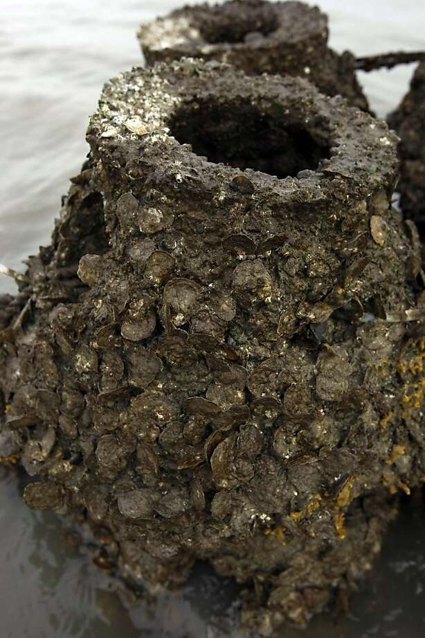 2 million oysters in bay begin restoration effort SFGate