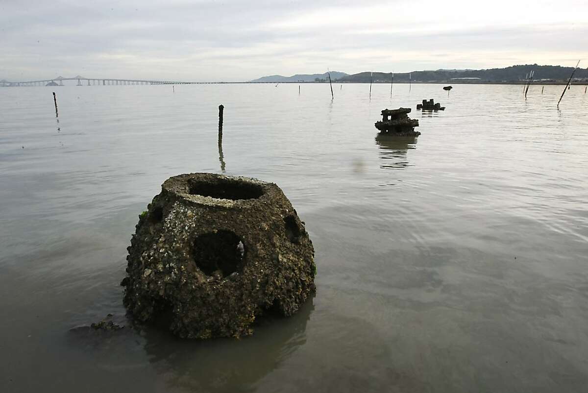 2 million oysters in bay begin restoration effort