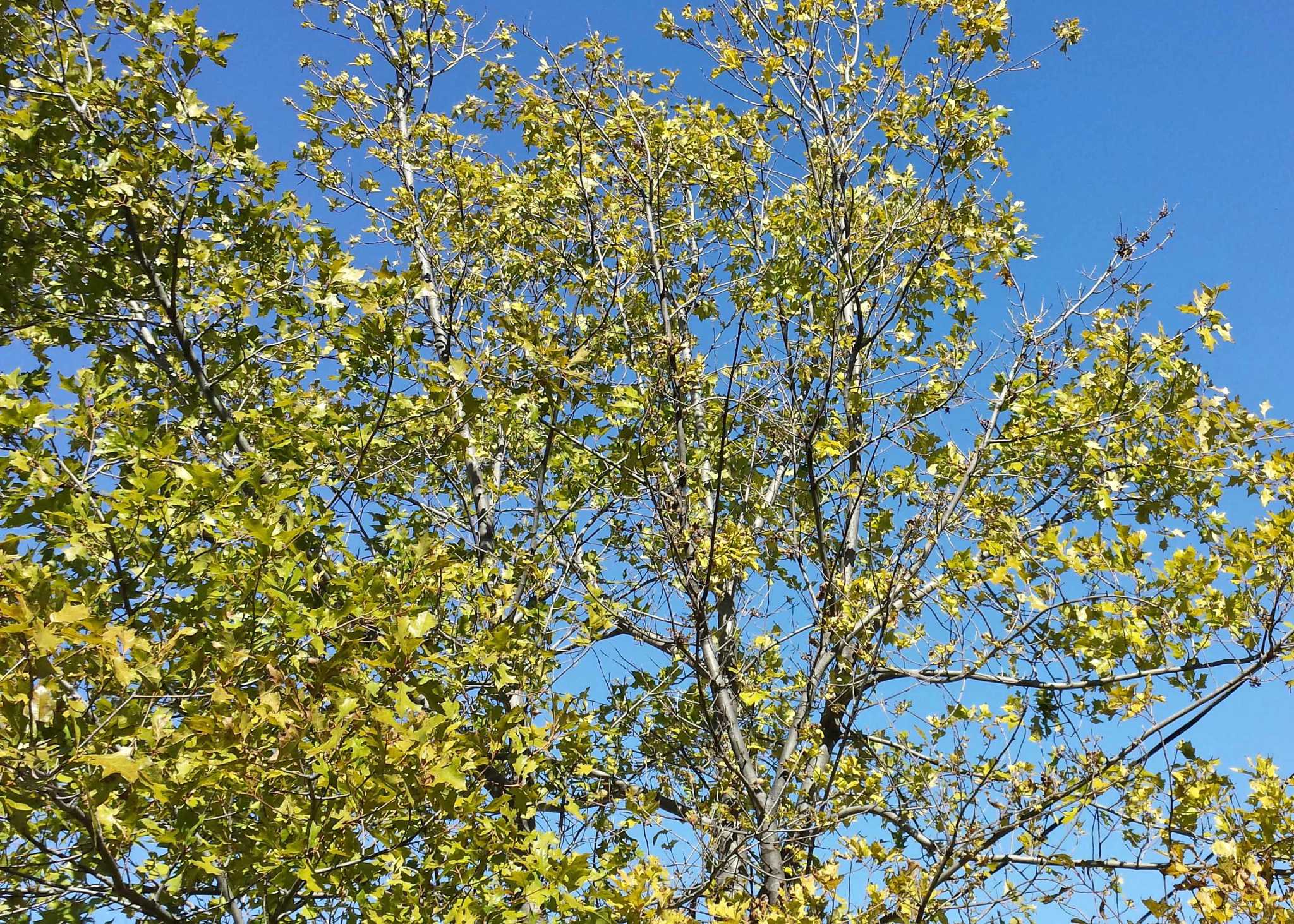 Neil Sperry: Yellowing red oak, grass and fall color