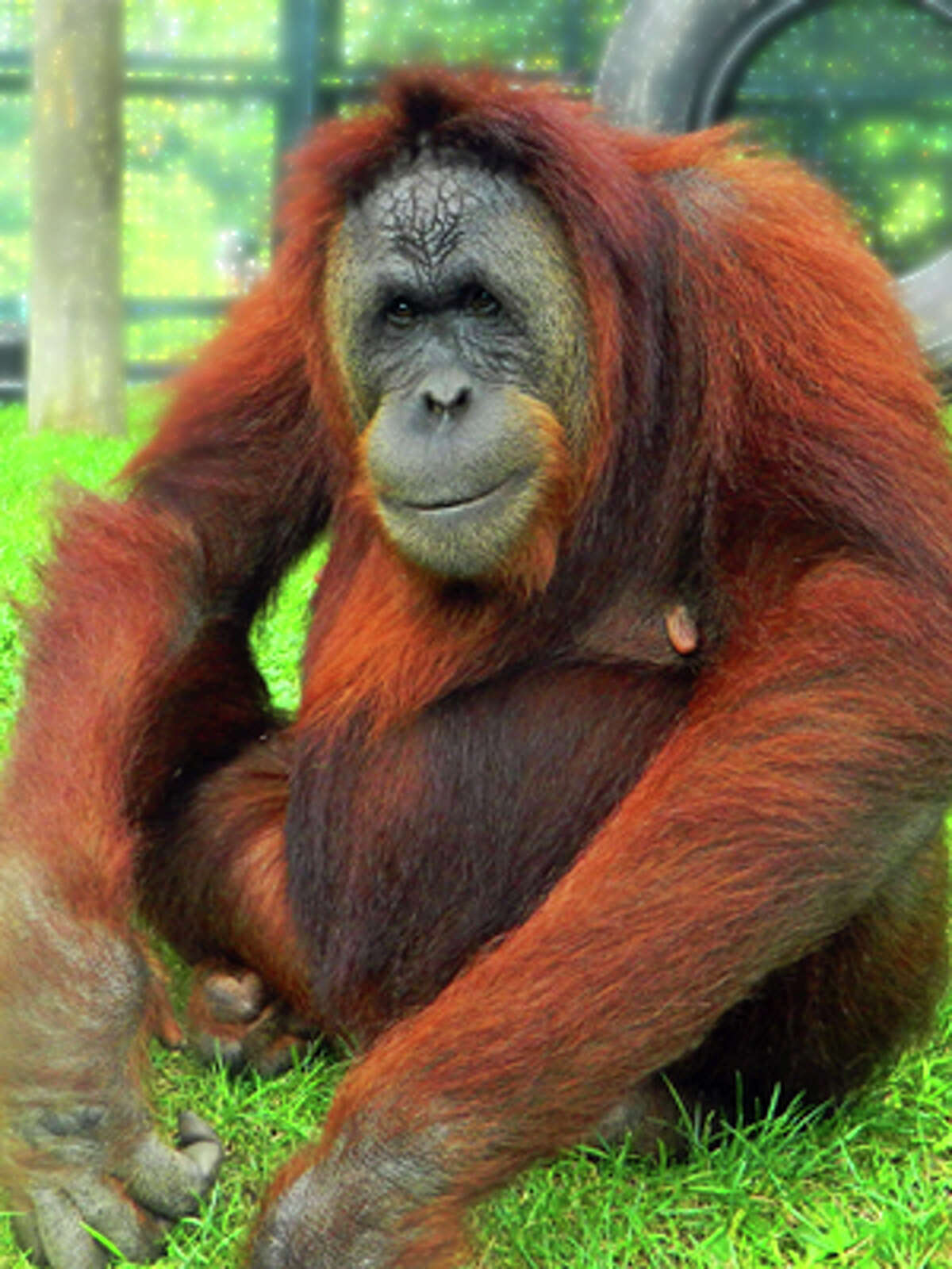 LEO urges awareness of orangutans