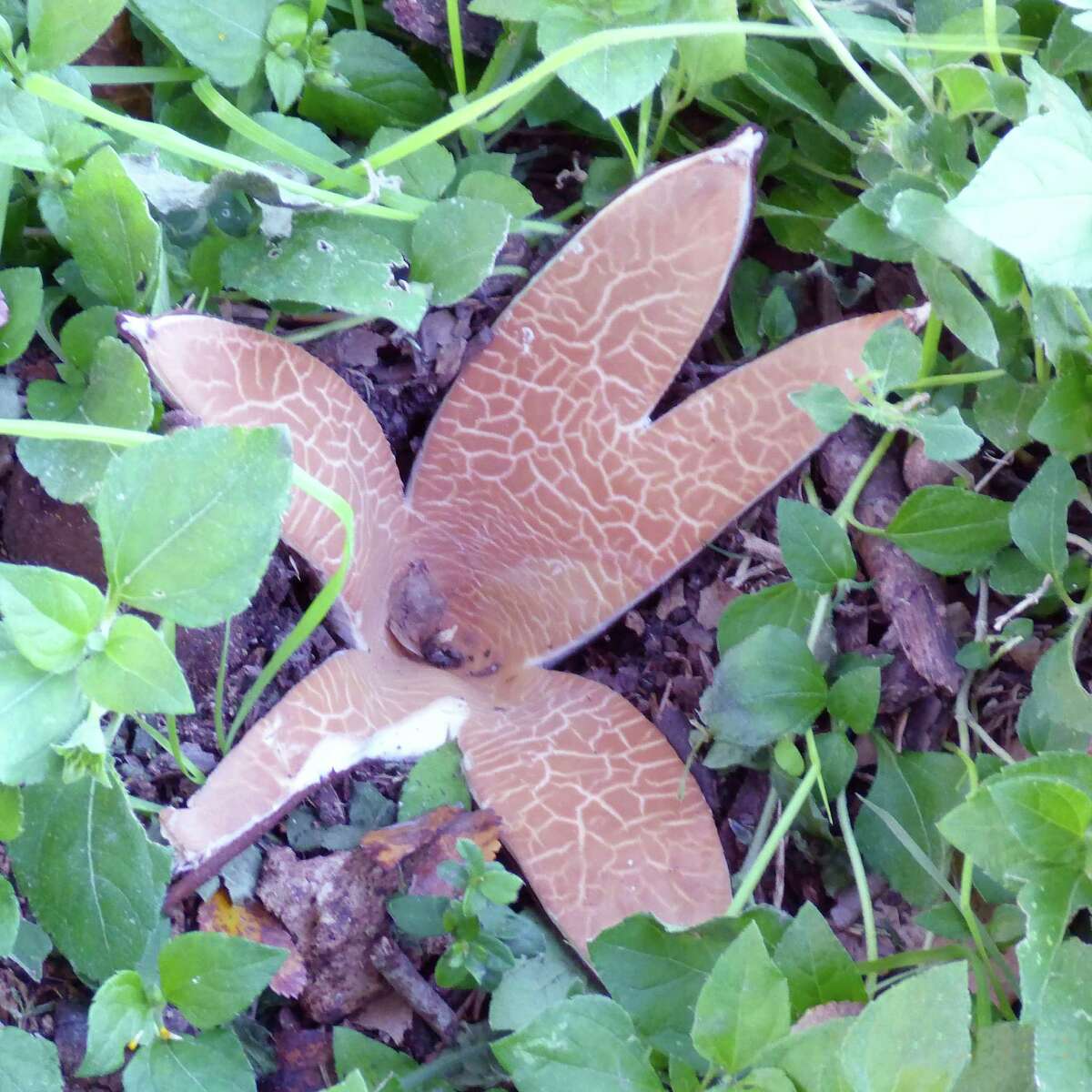 Readers have reported several new sightings of this rare fungus, the devil's cigar.