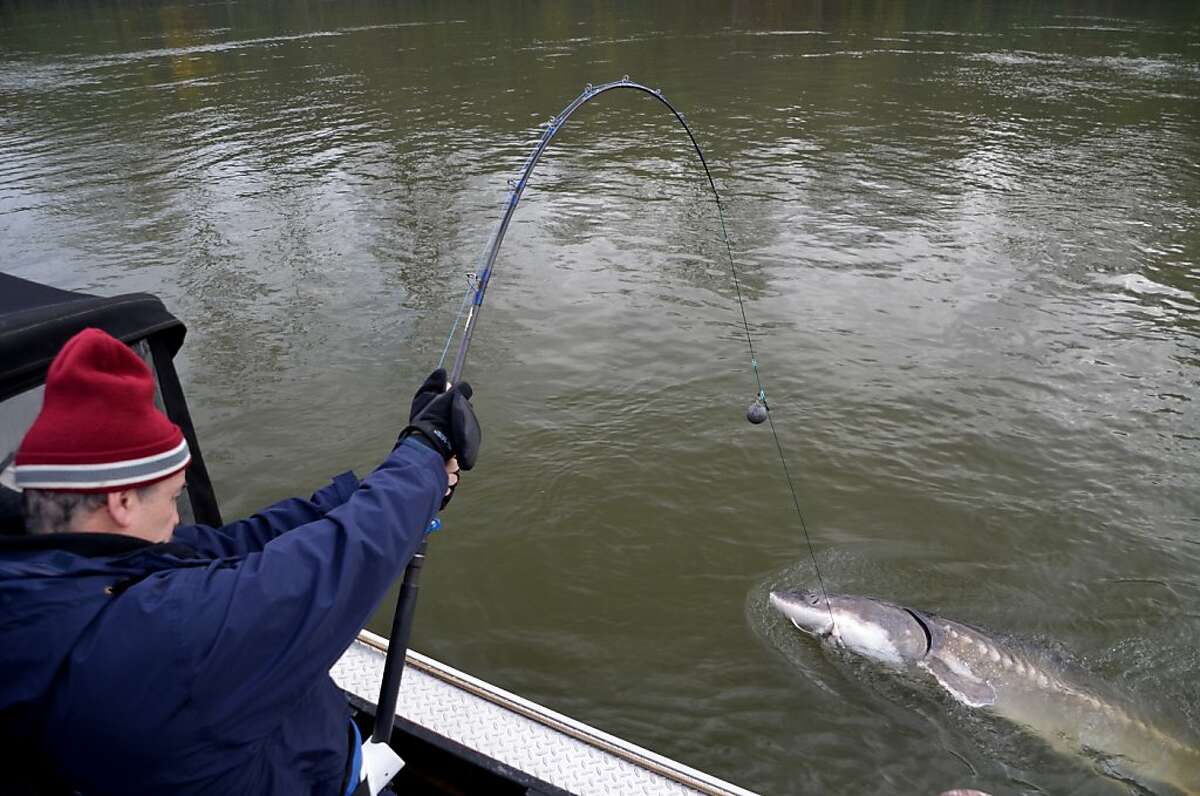 Sturgeon guarantee in Oregon