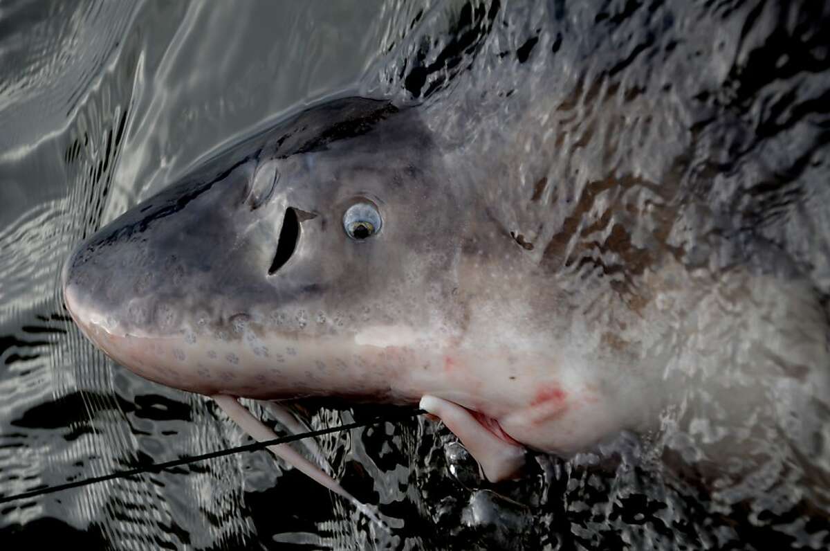 Prehistoric fish up close -- yes, this is a sturgeon -- what we call the "dinosaur fish"