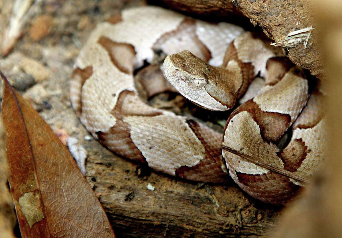 Snakes among state's most active hunters in autumn