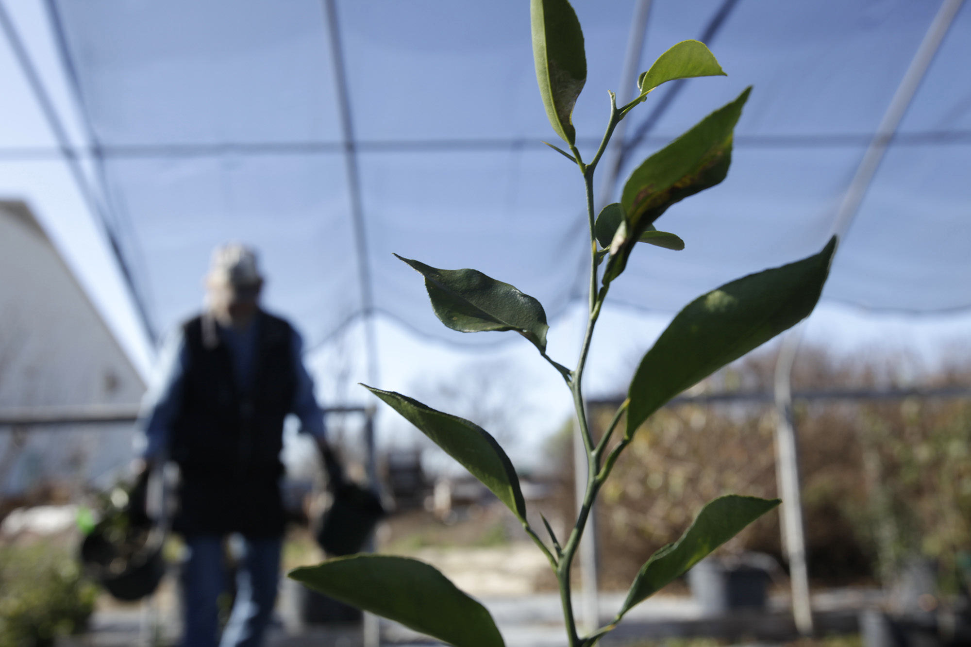 Freezing temperatures in a garden