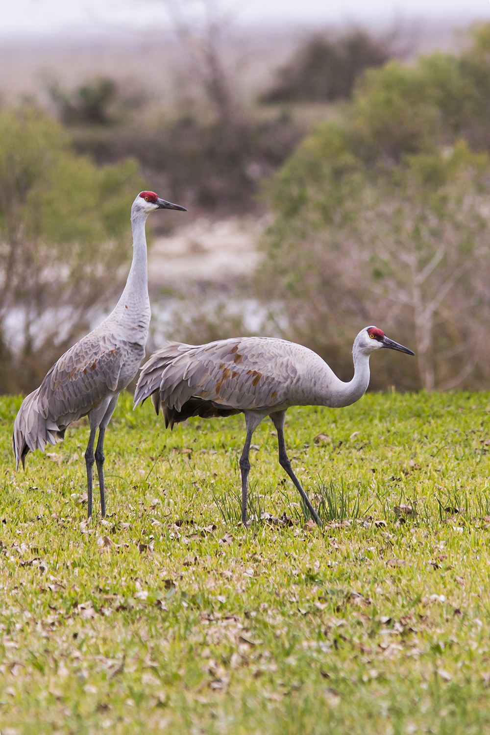 Regal sandhill cranes grace Texas prairies