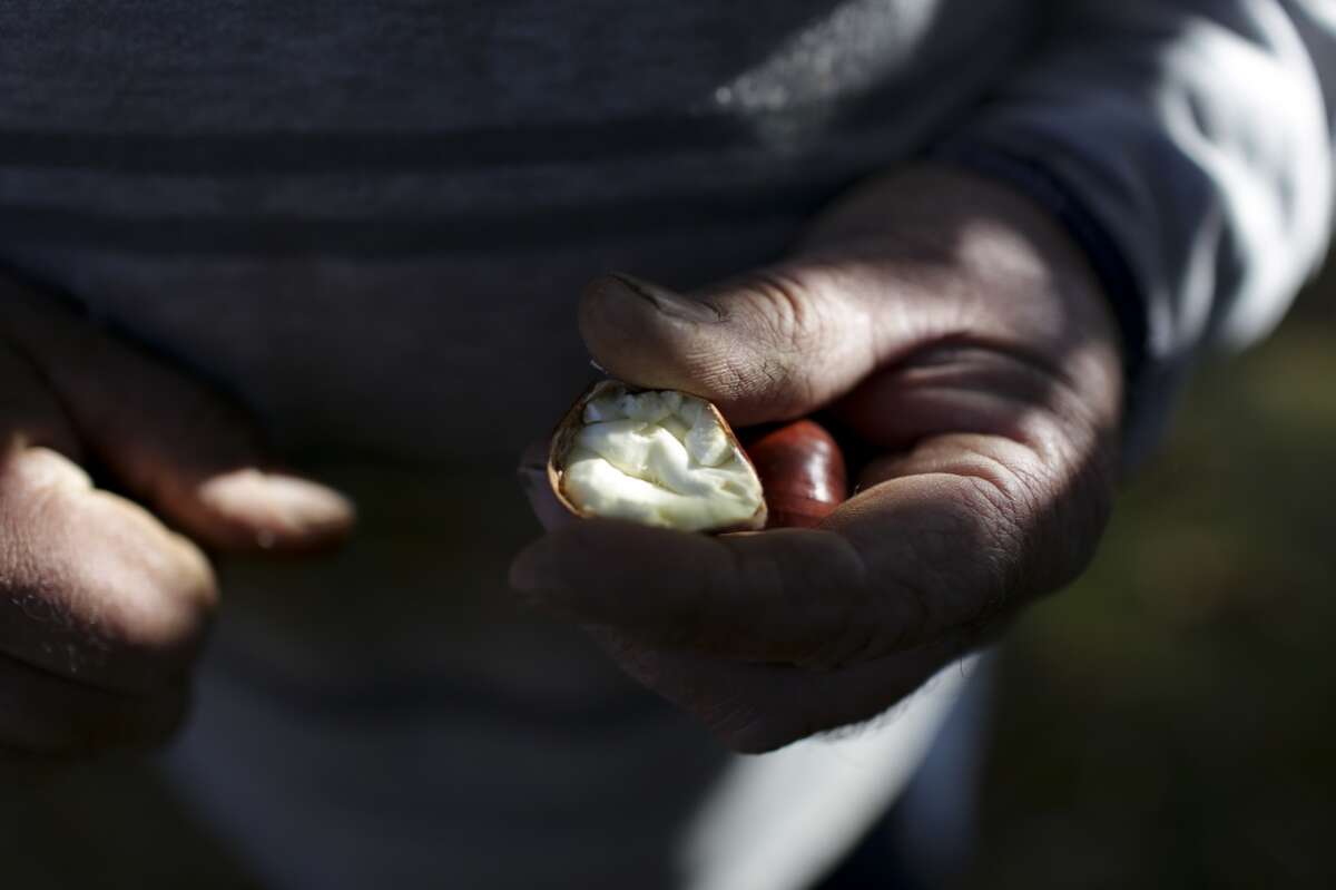 Portugal: A man eats a chestnut just picked from the ground near the village of Meixedo in northern Portugal's Tras-os-montes region. The fruit, that can be eaten raw or cooked, in southern Europe is popular roasted during late autumn and winter.
