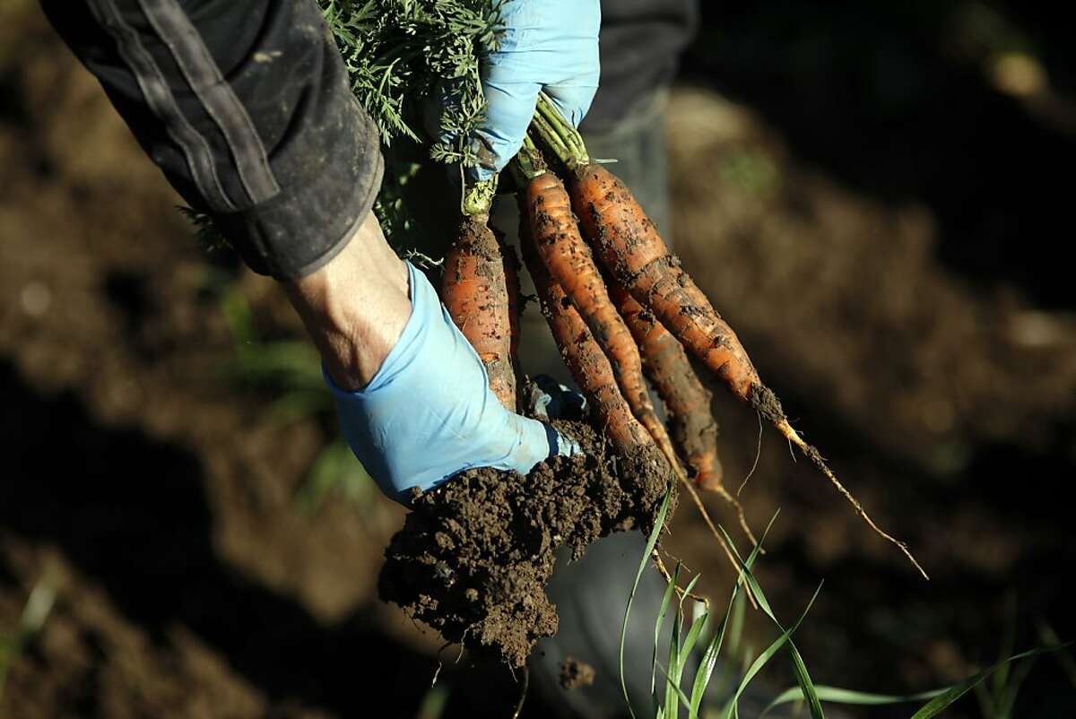 Workers harvest carrots at the Full Belly Farm, Thursday November 19, 2013, in Guinda, Calif. Full Belly Farm has approximately 400 acres and serve thousands through farmers markets and online. Small farm advocates worry that new food safety rules proposed by the FDA will hurt the small farmers and unravel farm conservation programs.