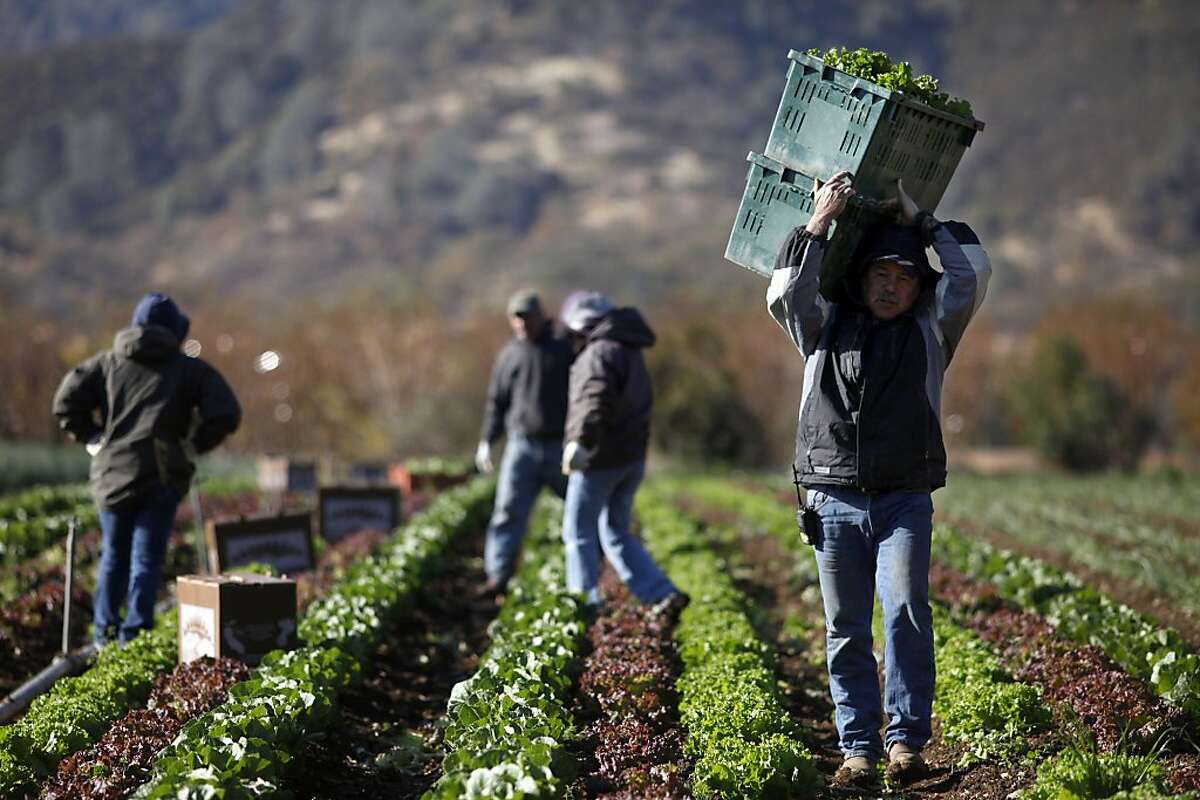 Celso Jacobo carries the harvested lettuces back to the truck at the Full Belly Farm, Thursday November 19, 2013, in Guinda, Calif. Full Belly Farm has approximately 400 acres and serve thousands through farmers markets and online. Small farm advocates worry that new food safety rules proposed by the FDA will hurt the small farmers and unravel farm conservation programs.
