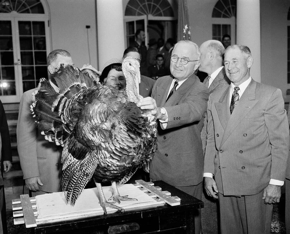 President Harry S. Truman squints as he fingers the wattle of a 35-pound Tom Turkey from Oregon as it is presented to him, in the White House Rose Garden on Nov. 18, 1952. The turkey, intended for the president's last Thanksgiving in the White House, was brought by representatives of the Poultry and Egg National Board and the National Turkey Federation. At right is Loren Johnson, of Corvallis, Ore., one of the group making the presentation.