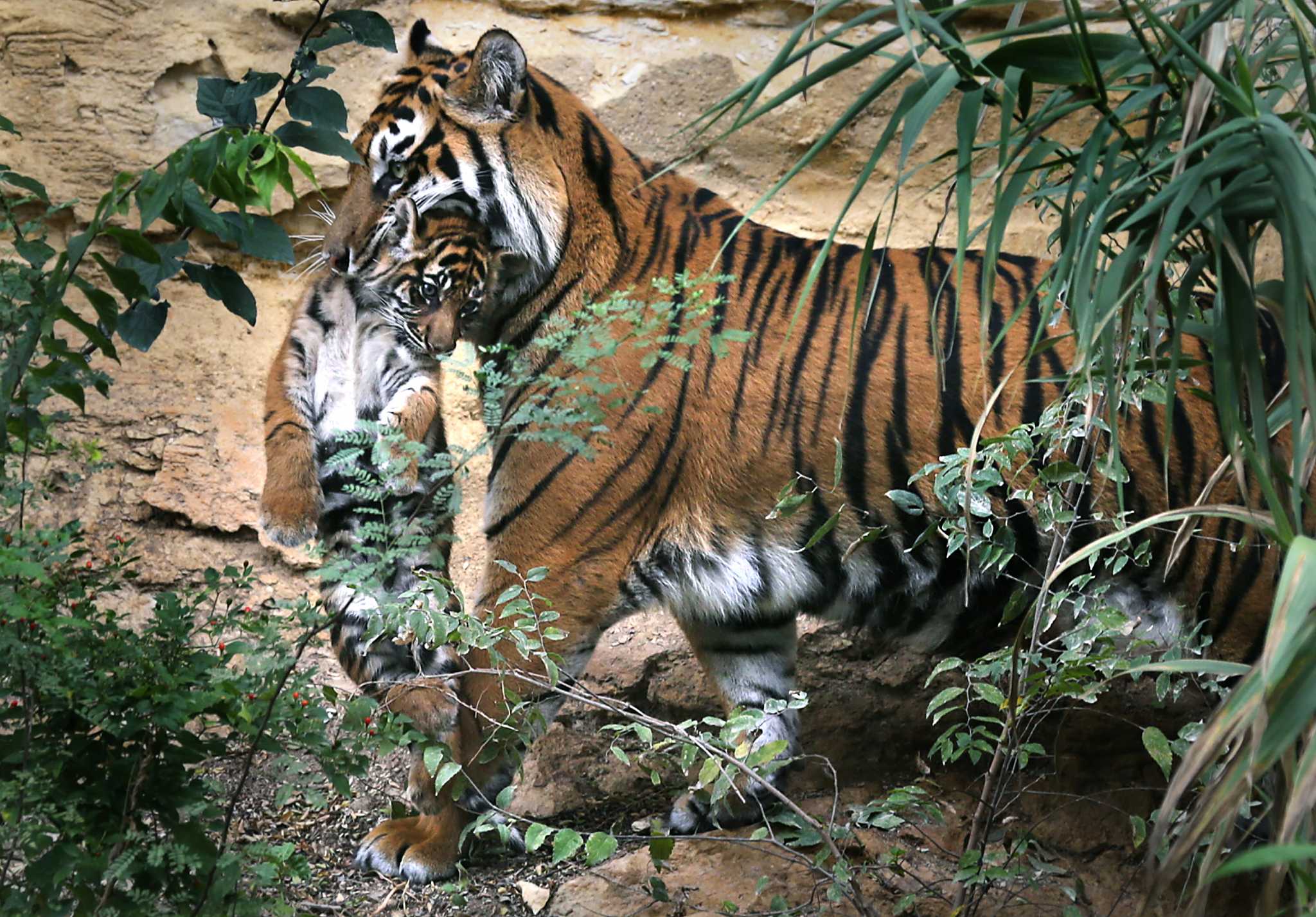 Malayan tiger cubs celebrate first birthday at zoo